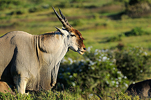 普通,大羚羊,成年,雄性,东开普省,南非