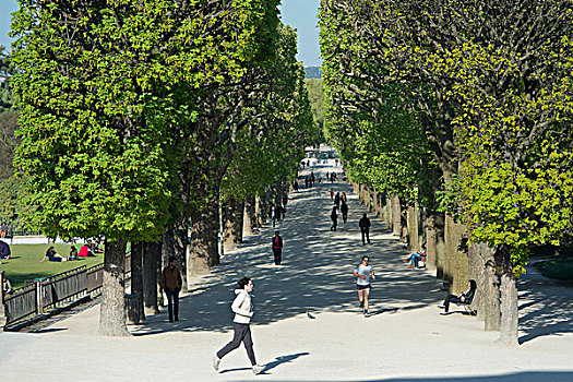 法国,巴黎,地区,慢跑,小路,悬铃木