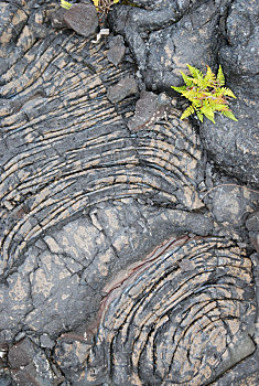 火山岩,岛屿,团聚,小,勇敢,植物,蕨类