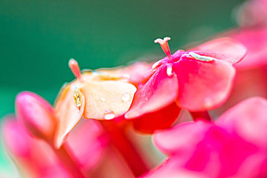 鲜花特写