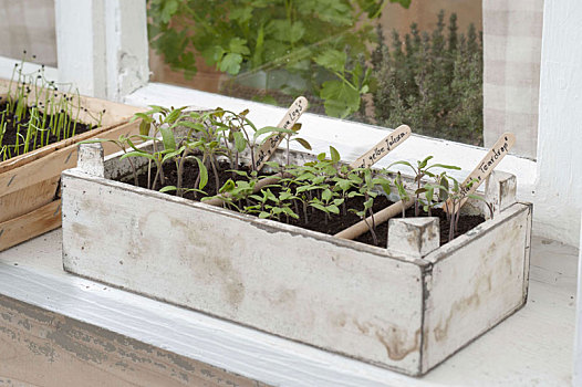 西红柿,播种,窗台