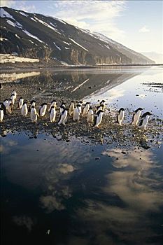 阿德利企鹅,群,通勤,藻类,弄脏,夏天,融化,水池,罗斯海,南极