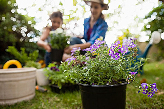 紫色,开花植物,母女,背景,特写,园艺
