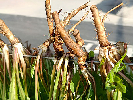 蒲公英制茶,野菜