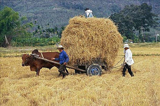 农民,手推车,稻草,越南