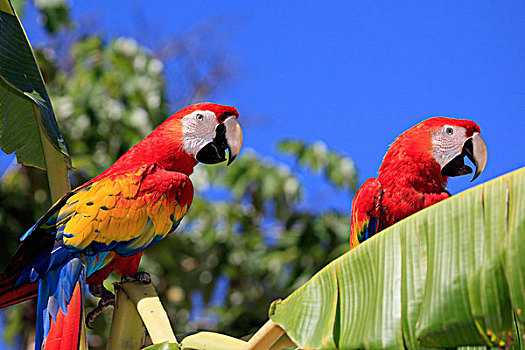 深红色,金刚鹦鹉,绯红金刚鹦鹉,成年,一对,栖息,香蕉树,洪都拉斯,加勒比海,中美洲,拉丁美洲