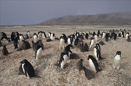 阿德利企鹅,生物群,雾,拥有,岛屿,罗斯海,南极
