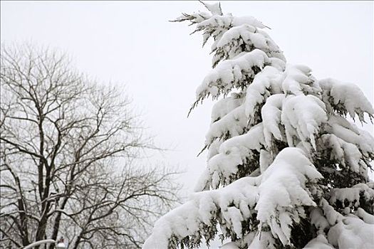 树,冬天,多伦多,安大略省,加拿大