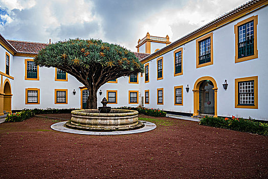 葡萄牙,亚速尔群岛,岛屿,宫殿,院落,古老,龙,树