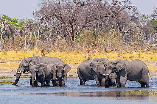 大象,牧群,河,奥卡万戈三角洲,博茨瓦纳,非洲