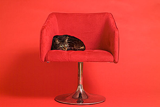 虎斑猫,复古,现代,世纪,红色,椅子,红色背景