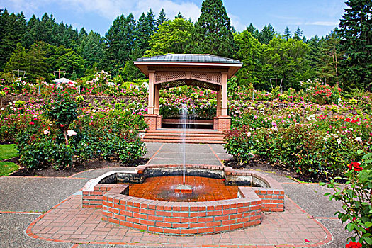 喷泉,露台,波特兰,玫瑰园,俄勒冈,美国