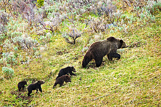 母熊,大灰熊,四个,幼兽,棕熊,黄石国家公园,怀俄明,美国