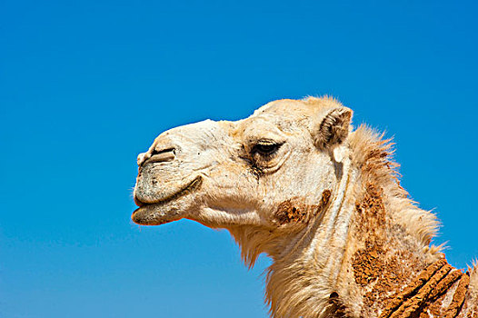 白色,阿拉伯,骆驼,单峰骆驼,肖像,却比沙丘,南方,摩洛哥,非洲