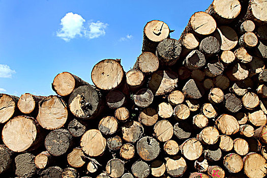 木堆,切削,树,树干,堆积,向上,木头,等待,处理,林业,巴伐利亚,德国,欧洲