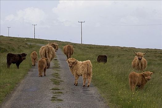 苏格兰,高原牛,幼兽,道路