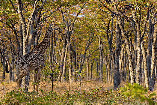 长颈鹿,站立,树,大草原,南卢安瓜国家公园,赞比亚,非洲