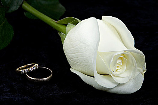白色蔷薇,新郎,新娘,婚戒