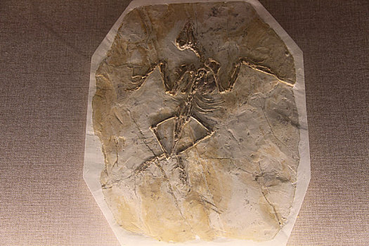 新疆哈密,孔子鸟化石