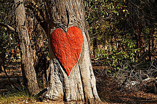 红色,心形,雕刻,树,树干,西澳大利亚州,澳大利亚