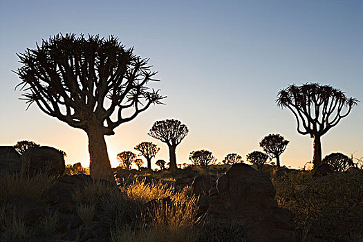 抖树,二歧芦荟,剪影,日出,基特曼斯胡普,纳米比亚