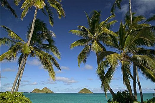 夏威夷,瓦胡岛,棕榈树,框架,青绿色,海洋,莫库鲁阿岛,岛屿