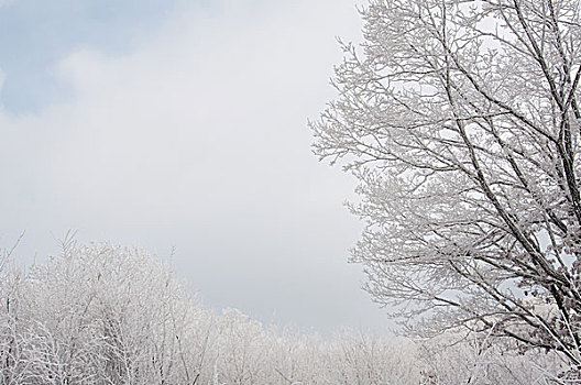 松花湖雪淞