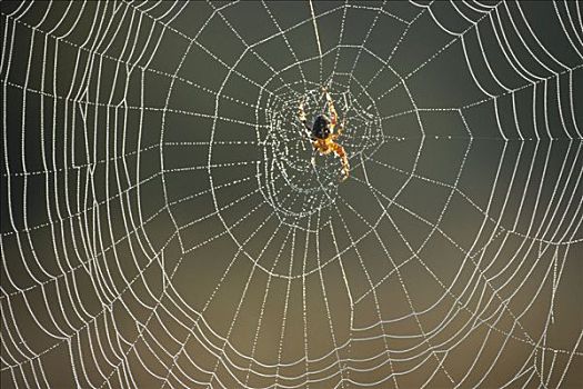 蜘蛛,蜘蛛网,遮盖,露珠,德国