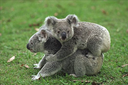 树袋熊,一对,一个,背影,澳大利亚