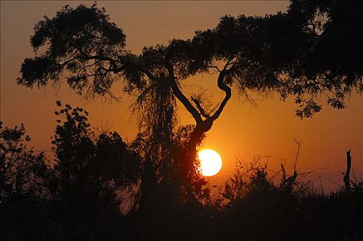 日出,上方,奥卡万戈三角洲,博茨瓦纳
