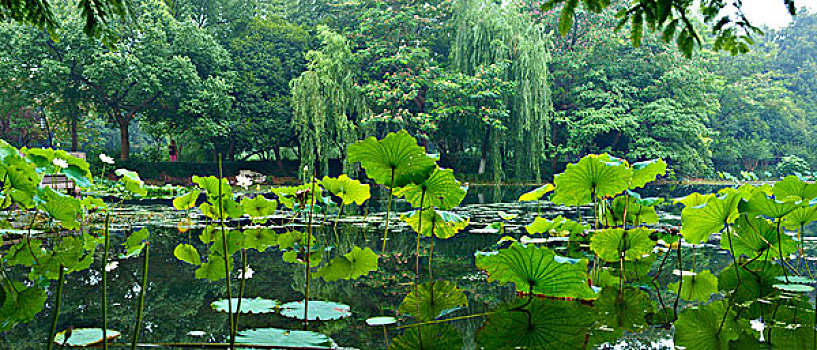 西湖十景,曲院风荷