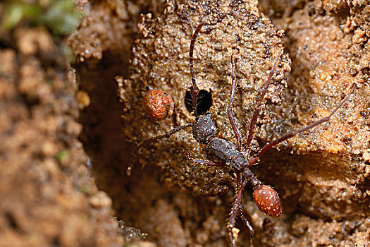 蚂蚁,巢,入口,泥,球,门,厄瓜多尔,次序