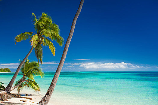 棕榈树,悬挂,上方,热带沙滩