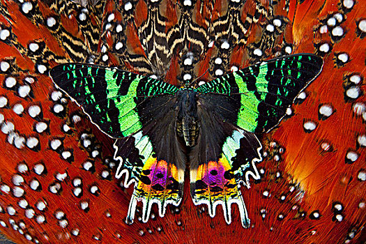 马达加斯加,日落,蛾子,羽毛,设计