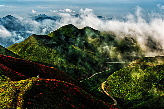 映山红,杜鹃,群山,云,雾,花,太阳,美景,风光,春天,高山杜鹃,花朵,云层,路,路面,山脊