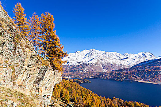 落叶松属植物,树,湖,恩加丁,瑞士