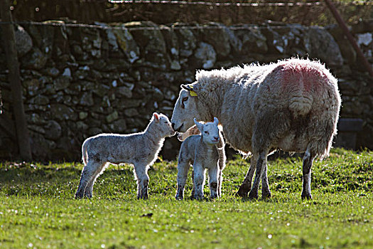 绵羊,两个,羊羔,邓弗里斯,苏格兰