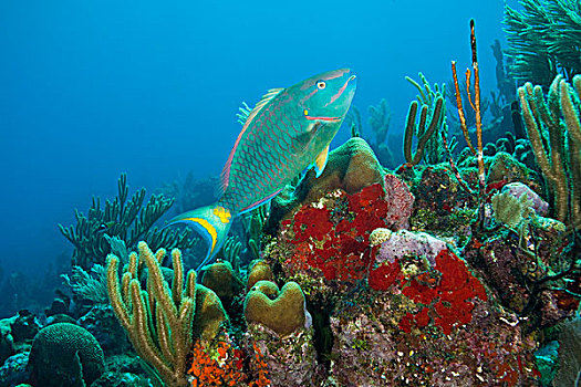鹦嘴鱼,红色,海绵,海湾群岛,洪都拉斯,中美洲