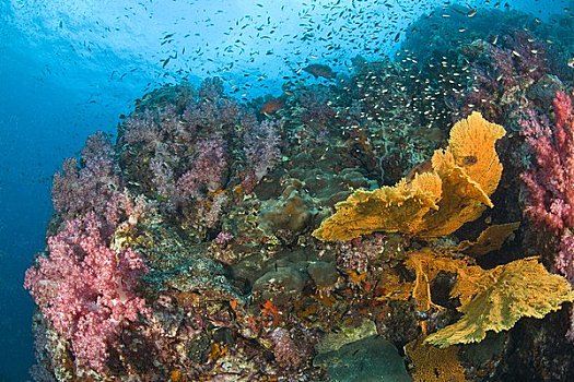 深潜,苏梅岛,国家,海洋公园,北方,斯米兰群岛,泰国