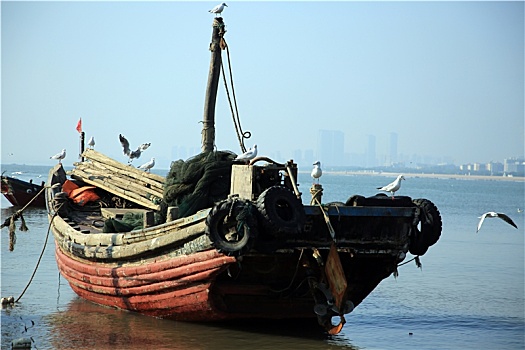 山东省日照市,数百只海鸥翔集渔码头,假日里市民买海鲜赏海景相得益彰
