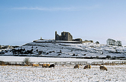 绵羊,冬天,凯袖宫,蒂珀雷里郡,爱尔兰