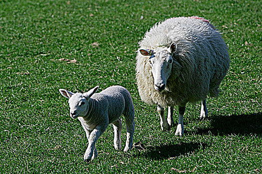 坎布里亚,绵羊,土地