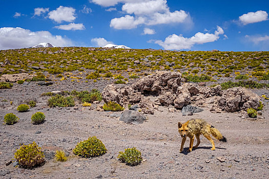 红狐,高原,荒芜,玻利维亚