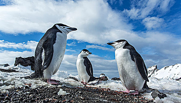 南极,南设得兰群岛,帽带企鹅,阿德利企鹅属,栖息地,高处,欺骗岛