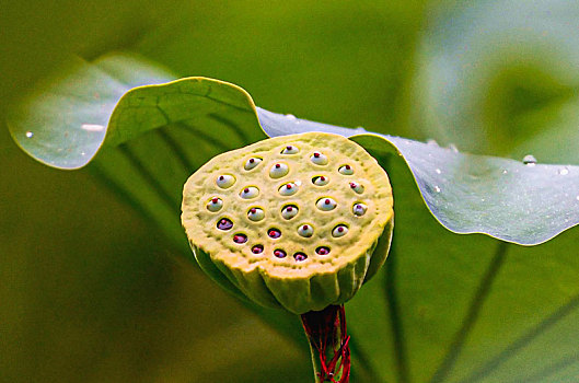 重庆酉阳,雨后荷花更靓丽