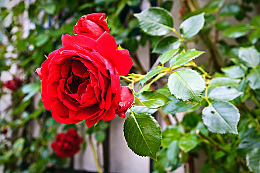 红玫瑰,枝条,花园