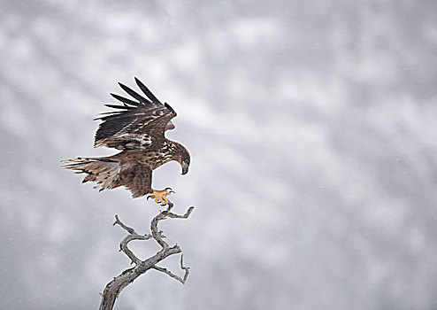 白尾,鹰,幼小,降落,树,上面,暴风雪,挪威,欧洲