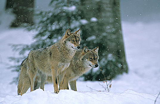 狼,降雪,巴伐利亚森林,自然公园
