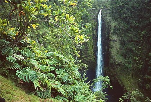 夏威夷,夏威夷大岛,阿卡卡瀑布,绿色植物