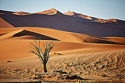 死,树,正面,沙丘,索苏维来地区,纳米布沙漠,纳米比诺克陆夫国家公园,纳米比亚,非洲